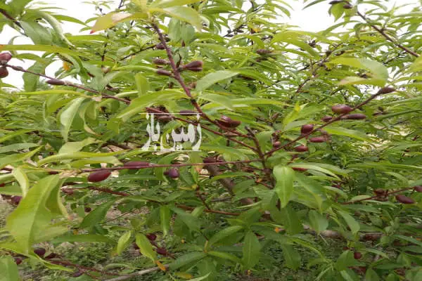باغ هلو هفت ساله لوله کشی آب شده بر خیابان جاده دریا روستای سوته - تصویر 2