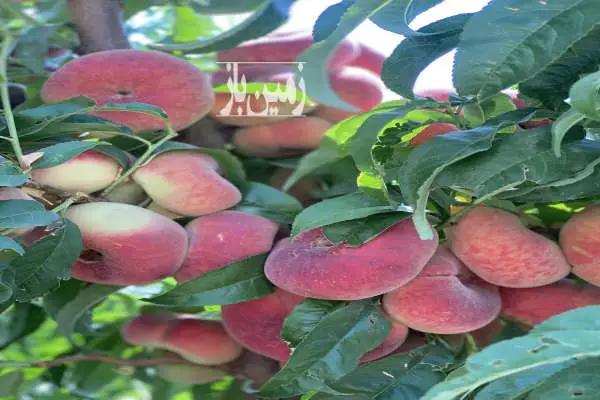 باغ مشجر در فاصله ۳ کیلومتری از مرکز شهریار در رزکان با آب - تصویر 2