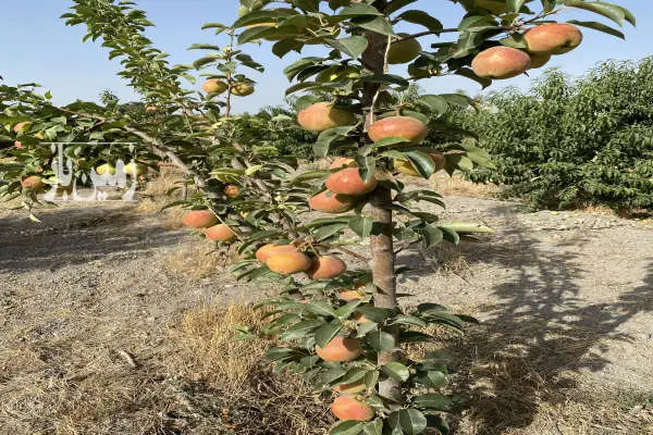 باغ مشجر در فاصله ۳ کیلومتری از مرکز شهریار در رزکان با آب - تصویر 4