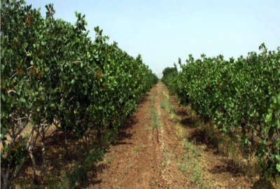 زمین کشاورزی یک هکتار زیر کشت پسته درجه یک روستای علی آباد چهل آباد