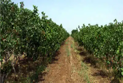 زمین کشاورزی یک هکتار زیر کشت پسته درجه یک روستای علی آباد چهل آباد