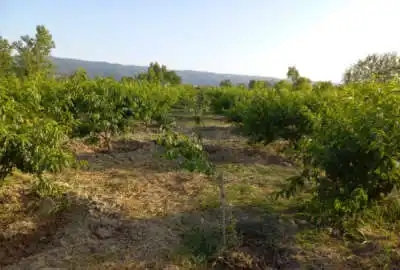 زمین باغی دو پلاک ۷۰۰ متری کنار هم در شاکله بهشهر