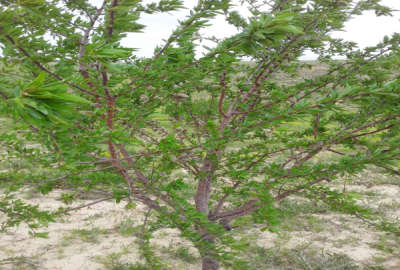 زمین باغ و کشاورزی با ۶۰۰ درخت بادام شاهرودی