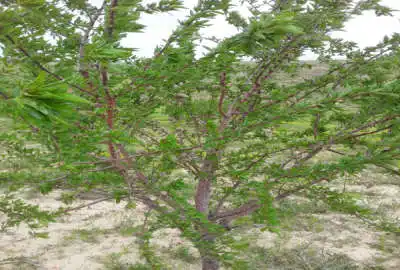 زمین باغ و کشاورزی با ۶۰۰ درخت بادام شاهرودی