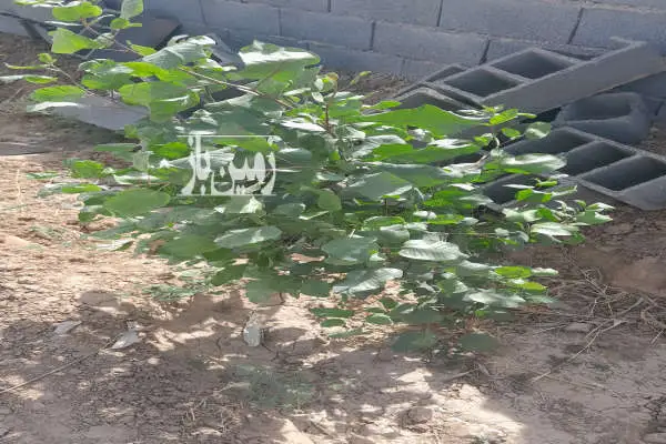 زمین چهاردیواری روستای قرمزتپه ۱۶۰۰ متر - تصویر 2