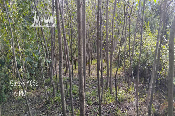 زمین باغی حدودا ۳۵۰ متر در روستای لیالستان-1
