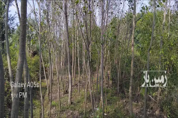زمین باغی حدودا ۳۵۰ متر در روستای لیالستان - تصویر 2