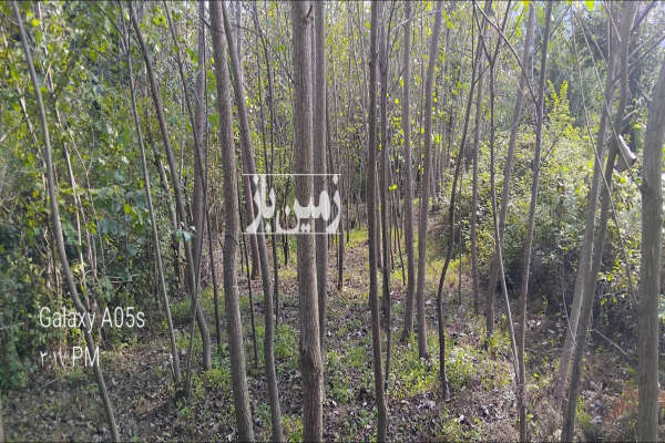 زمین باغی حدودا ۳۵۰ متر در روستای لیالستان-3
