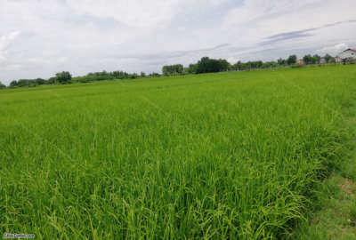 زمین شالیزاری واقع در روستای ملا کلا شهرستان سیمرغ
