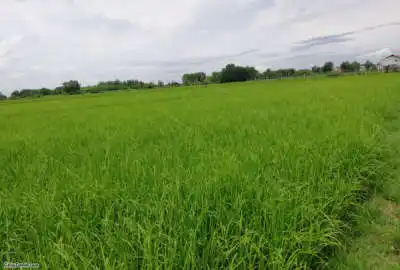 زمین شالیزاری واقع در روستای ملا کلا شهرستان سیمرغ