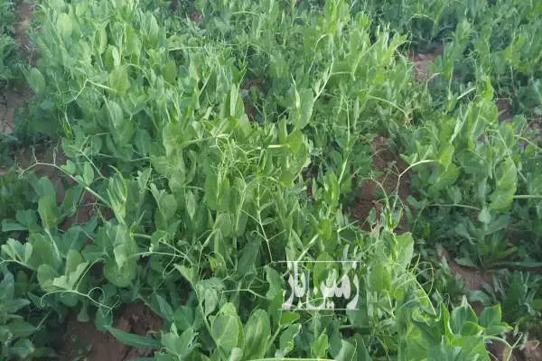 زمین کشاورزی ۹۶۰۰۰ متر ورامین مجاورت شهر جواداباد - تصویر 4