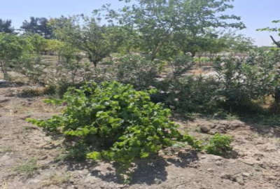 زمین باغچه درخت کاری شده دارای چاه اب ۱۱۵۲ متر