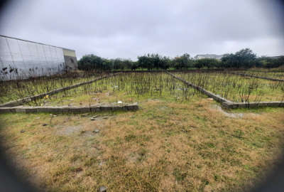 زمین داخل بافت ۱۳۰ متر بند پی شرقی روستای احمد کلا