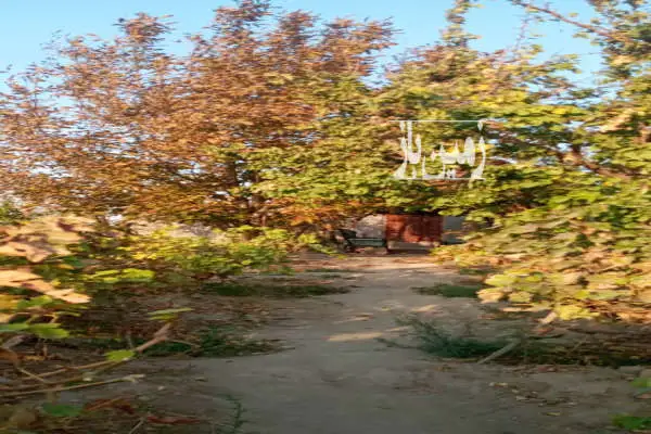 باغ ۵۱۰ متری با بنا و امکانات کامل در خیراباد - تصویر 2