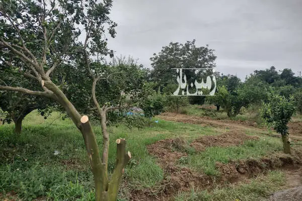 ۴ قطعه زمین ۳۰۰ متری در بندپی شرقی روستای کردمحله - تصویر 2