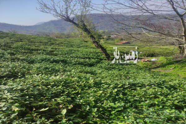 زمین چای در رانکوه روستای ورکوره ۱۲۰۰ متر-2