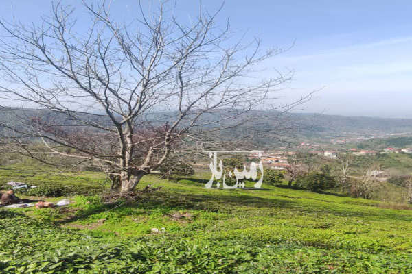 زمین چای در رانکوه روستای ورکوره ۱۲۰۰ متر-3