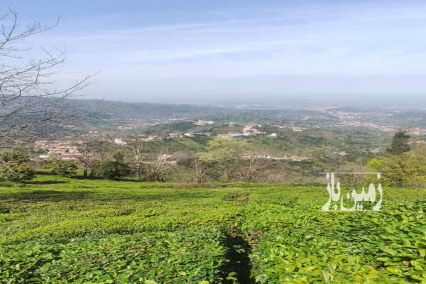 زمین چای در رانکوه روستای ورکوره ۱۲۰۰ متر-4
