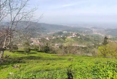زمین چای در رانکوه روستای ورکوره ۱۲۰۰ متر