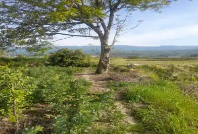 باغ ۴ هزار متری در روستای پاسند دارای چاه با جواز