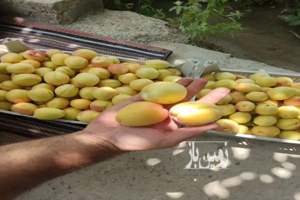 باغچه ۵۰۰ متری پنج ساله بادرختان الوان وانگور روستای ارنسا - تصویر 4