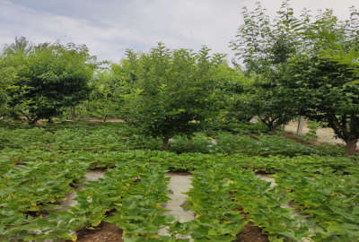 باغچه ۵۰۰ متری پنج ساله بادرختان الوان وانگور روستای ارنسا