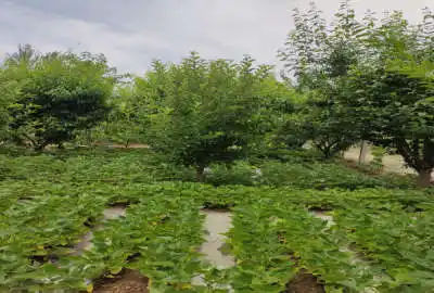 باغچه ۵۰۰ متری پنج ساله بادرختان الوان وانگور روستای ارنسا