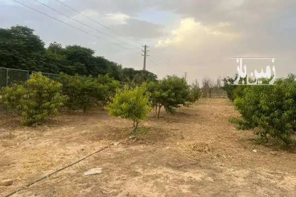 باغچه در احمدآباد مستوفی رضی آباد با ۵۹۳ متر زمین - تصویر 2