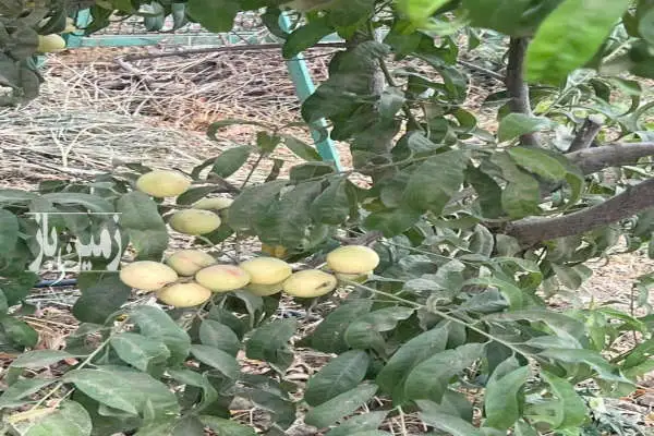 باغچه در احمدآباد مستوفی رضی آباد با ۵۹۳ متر زمین - تصویر 4