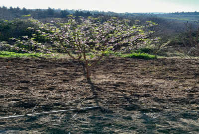 باغ ویلایی ۴۰۰ متر جاده نکا روستای مرمت نشومی محله