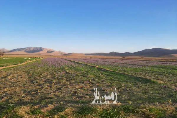 زمین زعفران به همراه ۳ ساعت اب چاه موتور روستای گلسرا - تصویر 2