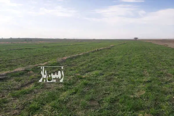 زمین زعفران به همراه ۳ ساعت اب چاه موتور روستای گلسرا - تصویر 3