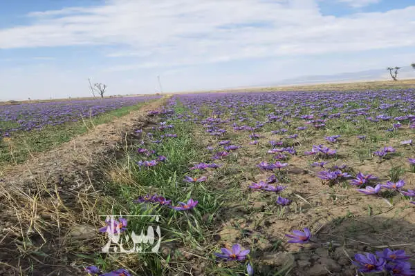 زمین زعفران به همراه ۳ ساعت اب چاه موتور روستای گلسرا - تصویر 4