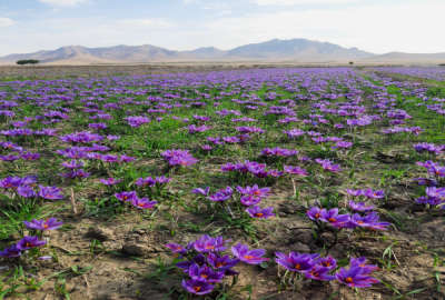 زمین زعفران به همراه ۳ ساعت اب چاه موتور روستای گلسرا
