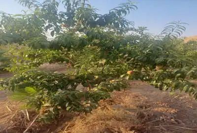 زمین ۳۰۰ متر گل تپه کبیر یک طرف دیوار و سه طرف فنس