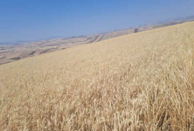 ۲ قطعه زمین کشاورزی مابین روستای کمرقیه و تپه باشی ده هکتار