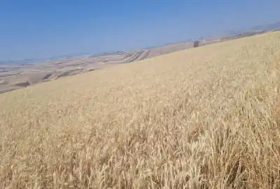 ۲ قطعه زمین کشاورزی مابین روستای کمرقیه و تپه باشی ده هکتار