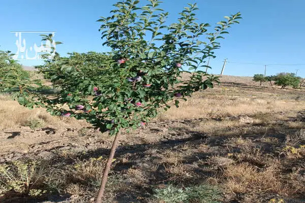 باغچه ۷۵۰ متری سد کلان روستای پاتپه - تصویر 3