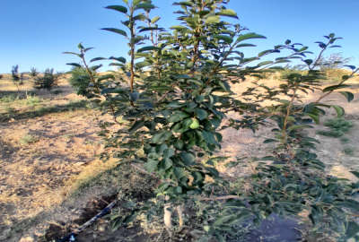 باغچه ۷۵۰ متری سد کلان روستای پاتپه