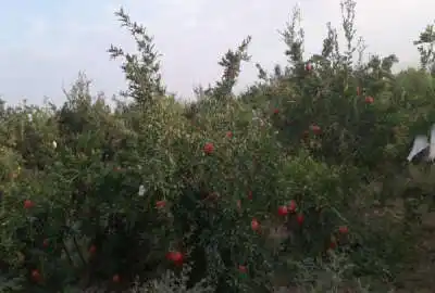 باغ انار بارده ۵۰۰۰ متر با آب موتور در جاده سد الغدیر