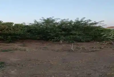باغ نقلی ۵۰۰ متر و دل باز در نجم آباد نزدیکترین روستا به قزوین