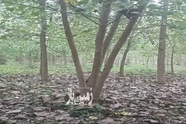 زمین ۱۵۰۰۰ متری واقع در طاهر گوراب نزدیک به صومعه سرا - تصویر 3