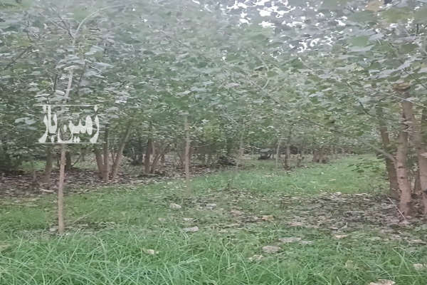 زمین ۱۵۰۰۰ متری واقع در طاهر گوراب نزدیک به صومعه سرا-4