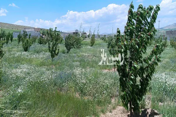 باغ ۵ ساله حاصلخیز ۲۶۳۵ متر جاده سد - تصویر 2