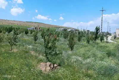باغ ۵ ساله حاصلخیز ۲۶۳۵ متر جاده سد