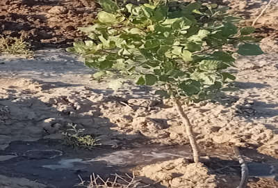 باغ ۸۰۰ متری در روستای صفرخواجه نظرآباد
