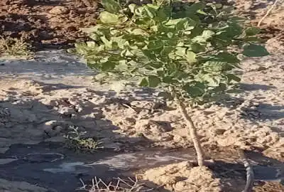 باغ ۸۰۰ متری در روستای صفرخواجه نظرآباد