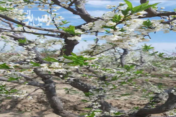 ۷۵۰ متر باغ در رامجین کرج دارای درختان مثمر - تصویر 2