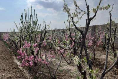 ۷۵۰ متر باغ در رامجین کرج دارای درختان مثمر