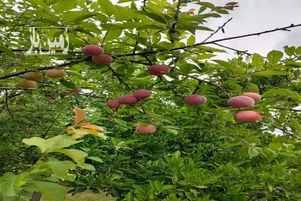 زمین باغی ۸۰۰ متری جاده کیاکلا روستای کوشیکلا - تصویر 2